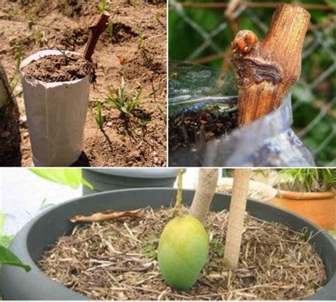 Maybe you would like to learn more about one of these? Fruit Trees Grafting, Techniques, Methods, Ideas | Agri ...