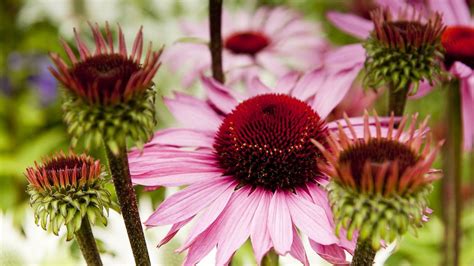 Find the best and most beautiful flower wallpapers and images! HD Wallpapers For PC Full Screen Flower FREE Pictures on ...