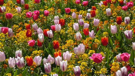 Planting Spring Flowering Bulbs