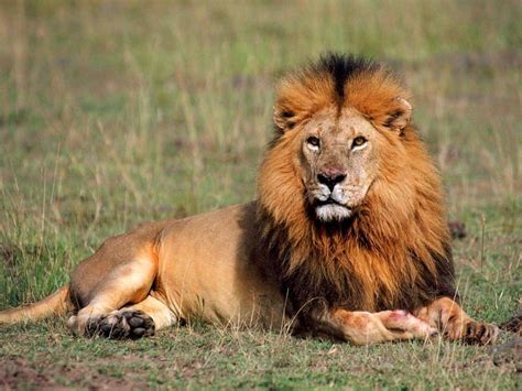 African Lions Have Been Added To The Us Endangered Species Act