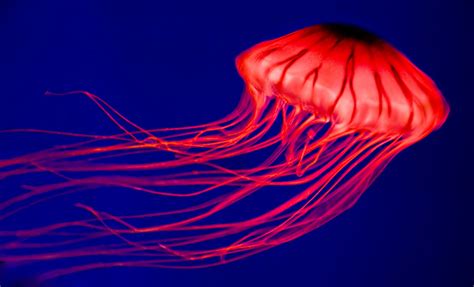 Jellyfish Underwater Ocean Sea Jelly 3 Wallpaper 2120x1286 225120