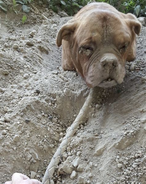 Dog Found Chained And Buried Alive Defies Abuser By Living An Awesome