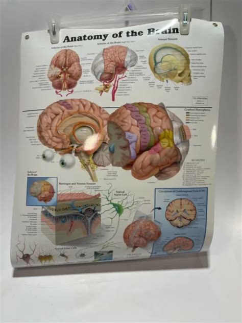 ANATOMY OF THE Brain Anatomical Chart Nouveau English Wallchart