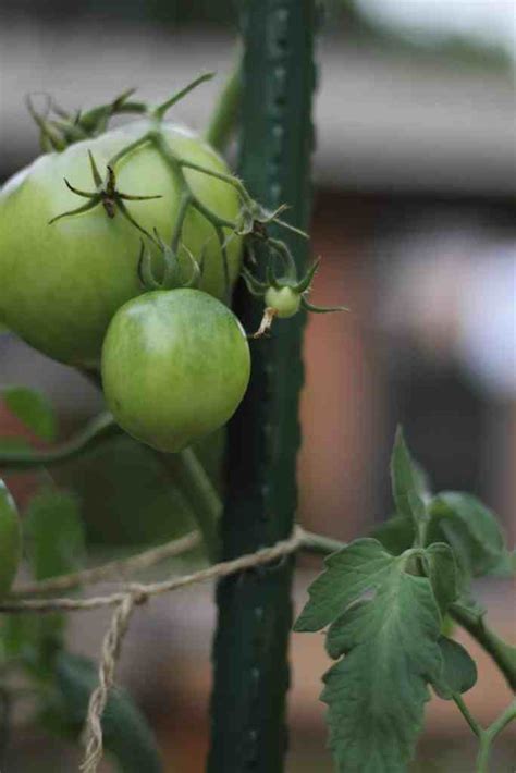 How To Prune Tomato Plants Like A Pro The Kitchen Garten