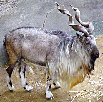 It lives in the mountainous areas of gilgit baltistan, kohistan, chitral, kashmir, khyber pakhtunkhwa, federally administrated tribal areas ( fata), dera ghazi khan and, baluchistan. Markhors: WIld Goats Make Cute Babies | Baby Animal Zoo