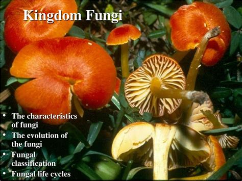 Ppt Kingdom Fungi Powerpoint Presentation Free Download Id665312