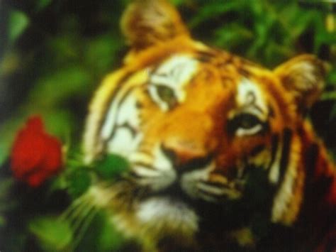 A Rose For You Animals Rose Tiger