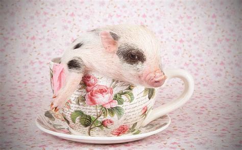 Full Grown Teacup Pigs
