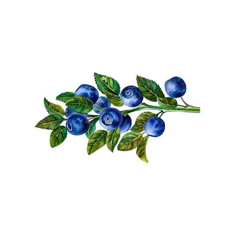 Premium Photo Blueberries On A Branch Watercolor Illustration