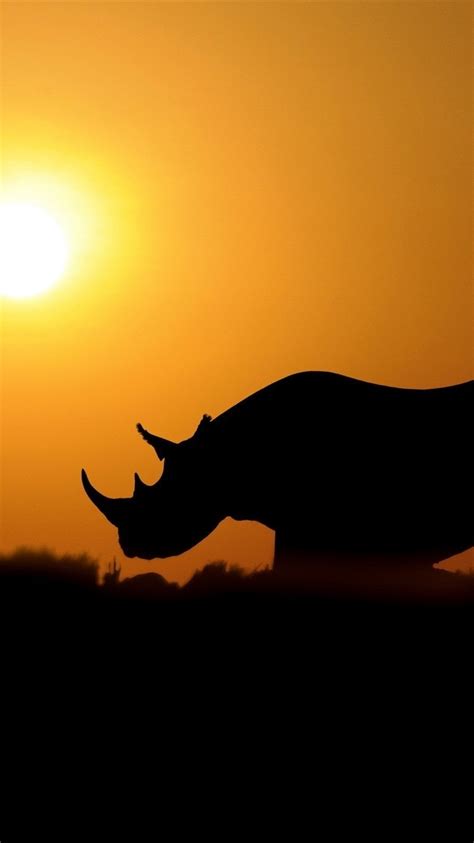 500 Fondos De Pantalla De Rinocerontes ¡impresionantes ️