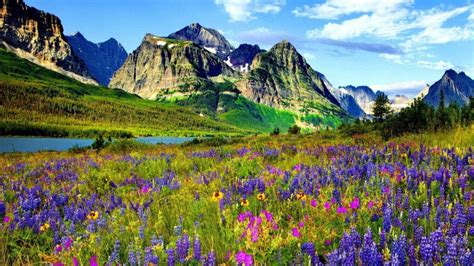 Mountain Flower In Colorado Blue And Purple Flowers Of