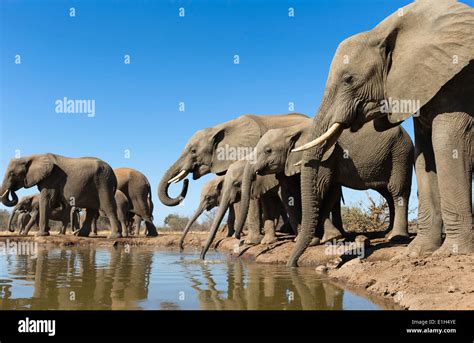 African Elephant Reflection In Watering Hole Hi Res Stock Photography