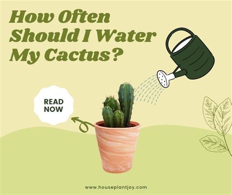 How Often Should I Water My Cactus Essential Tips