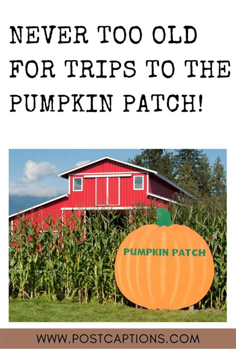 65 Best Pumpkin Patch Captions For Instagram