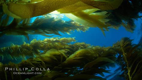 Giant Kelp Plants Lean Over In Ocean Currents Macrocystis Pyrifera