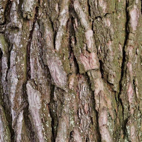Katy Perry Buzz Pictures Of Elm Tree Bark