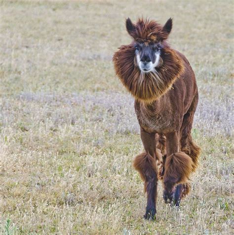 Sheared Alpaca Stock Image Image Of Wool Andean Alpaca 41991509