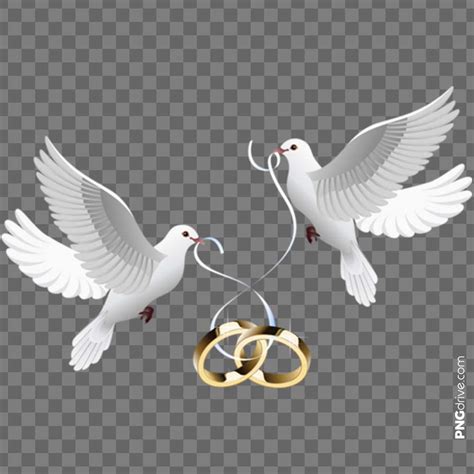 Wedding Dove With Ring Clipart 10 Free Cliparts Download Images On