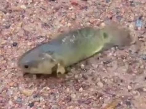 Fish Which Can Walk Out Of Water And Breathe On Land For