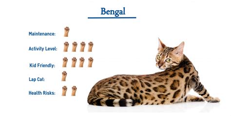 The Bengal Cat Breed Everything You Need To Know At A Glance Cat