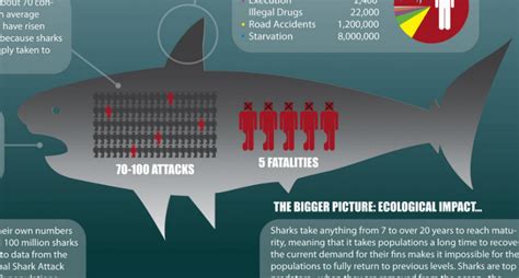 Infographic Man Vs Shark Is Not What Youd Think