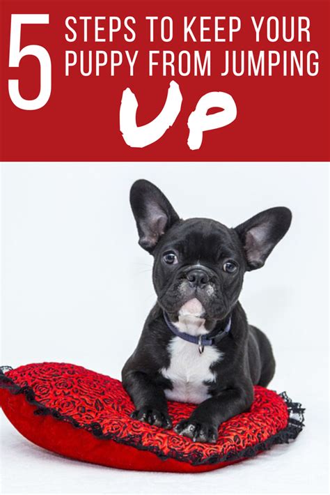 Rambling about potty training your french bulldogs. This French Bulldog has good manners. Read How to Stop A ...