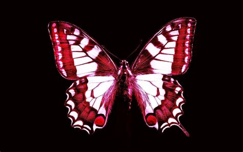 Check spelling or type a new query. Red Butterfly Wallpapers - Wallpaper Cave