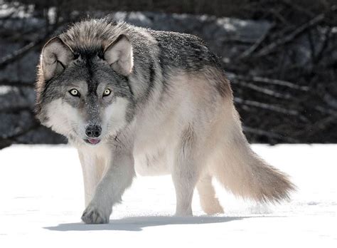 آشنایی با دنیای شگفت انگیز گرگ ها