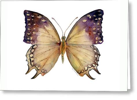 63 Great Nawab Butterfly Greeting Card By Amy Kirkpatrick Butterfly