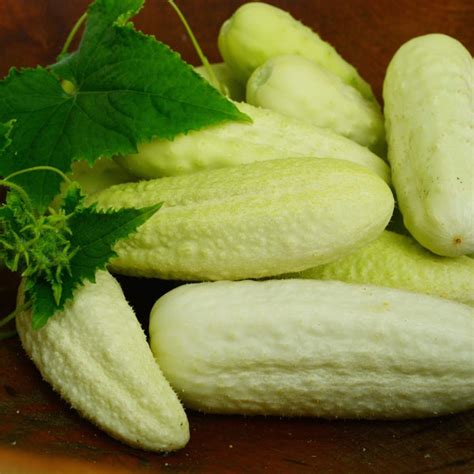 White Wonder Heirloom Cucumber Thresh Seed Co