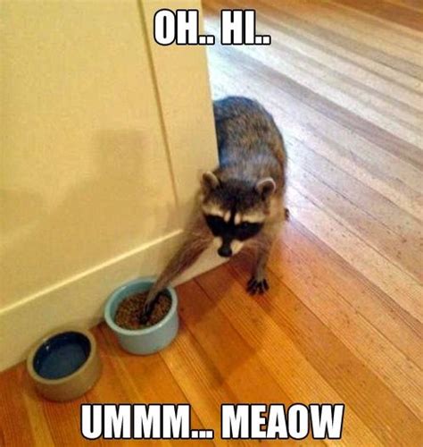 Scandalous Raccoons Will Always Make You Laugh 15 Memes