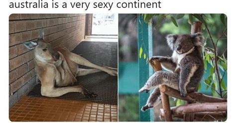 17 Times Australians Tweeted The Funniest Tweets About Animals In 2018