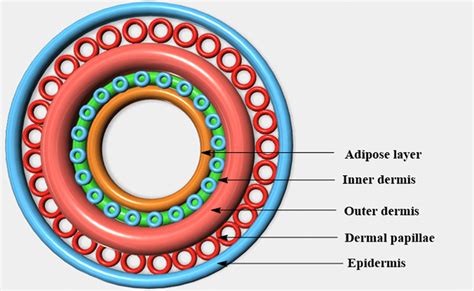 Diagrammatic Representation Of 3 D Model Of Skin Download Scientific