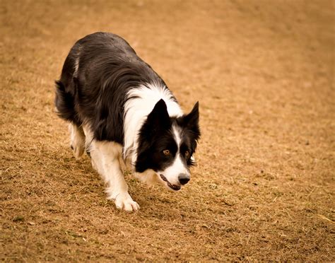 Estas Son Las Razas De Perros Más Inteligentes Del Mundo