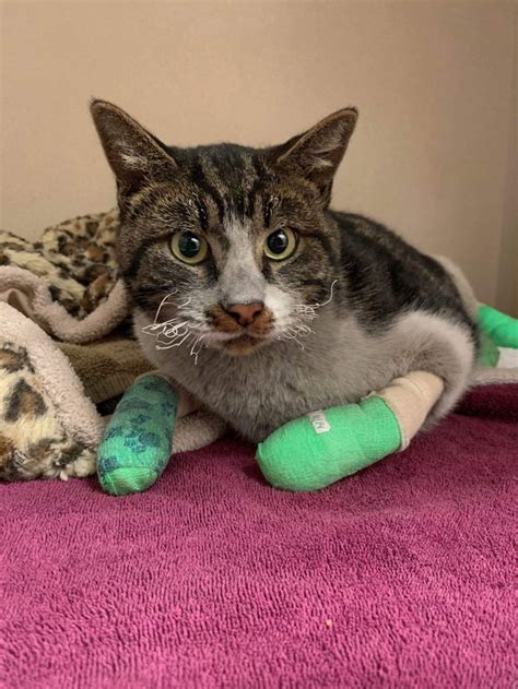 A Cat Rescued From The Camp Fire In California Gag