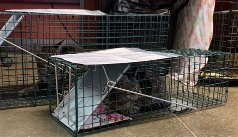 Grant Allows Pa Spca To Restart Feral Cat Trap Neuter Release Program