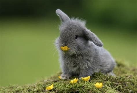 Grey Baby Bunny Cute Bunny Pictures Cute Animals Animals Beautiful