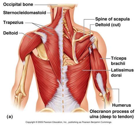 ANATOMIA Músculos de los hombros Unidad Especializada en Ortopedia y