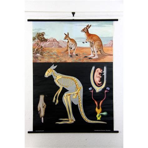 Empirical Style Kangaroo Zoological Wall Chart Scientific Poster