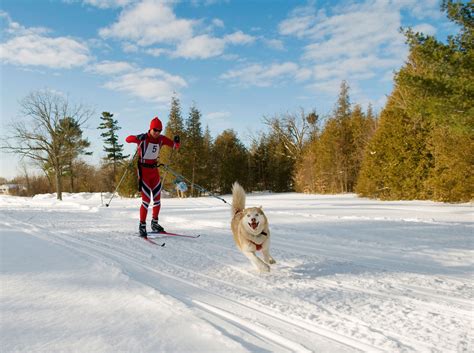 Dependiendo de tu perspectiva, el invierno es un momento para sentarte en casa e hibernar o es el momento de. Mushing, deporte de invierno con perros - Hogarmania