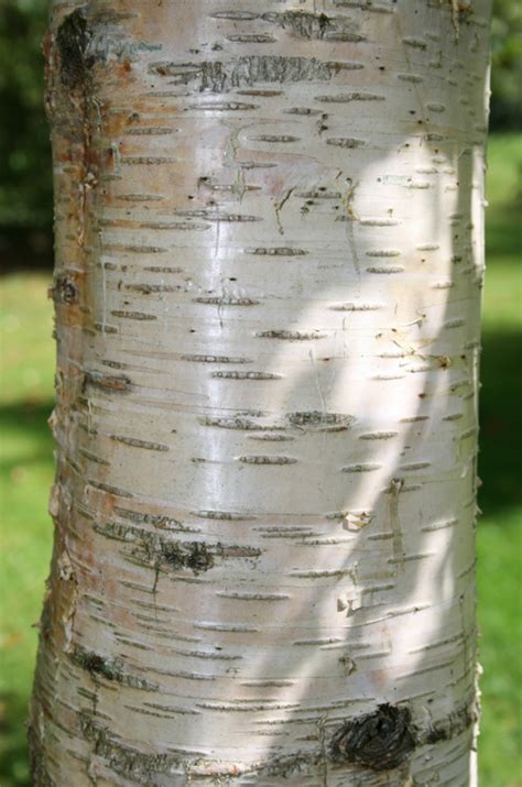 Buy Bare Root Silver Birch Tree Online Free Uk Delivery Free 3 Year