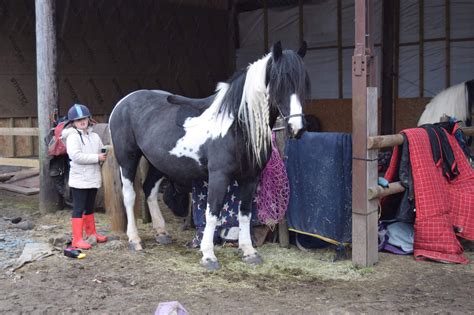 Betty Jones Irish Cob Freshly Clipped Getting Very Excited About Her
