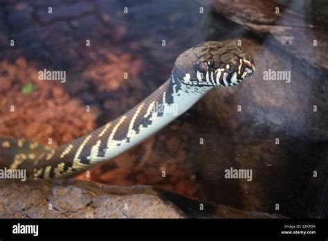 Hissing Sid Hi Res Stock Photography And Images Alamy