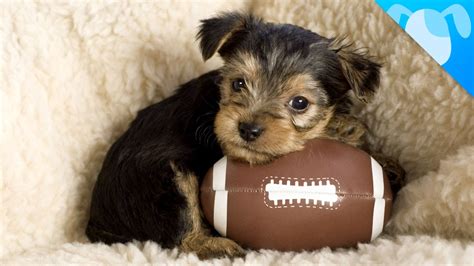 Best Dog Breeds To Watch Sports With Youtube