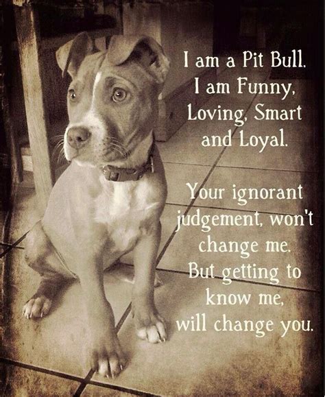 Leah Hanna On Twitter Pitbull Quotes Pitbulls American Pitbull Terrier