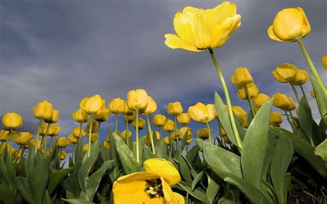 Tulips Yellow Background Hd 2560x1600