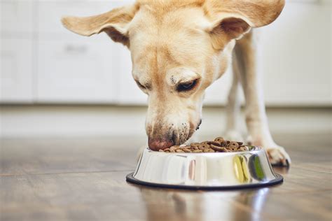 Харчування собак особливості травлення потреба в поживних речовинах