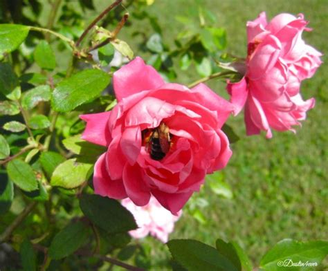 A Rose And A Bee ~ Story Virily