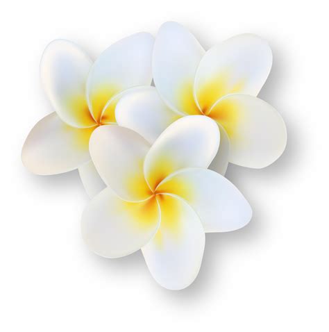 Flor De Plumeria Tropical Branca 14499312 Png