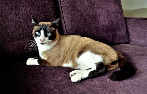 Facts About Snowshoe Siamese Cats Lovetoknow